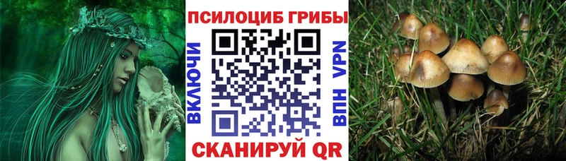 маркетплейс клад Цимлянск Псилоцибиновые грибы мицелий